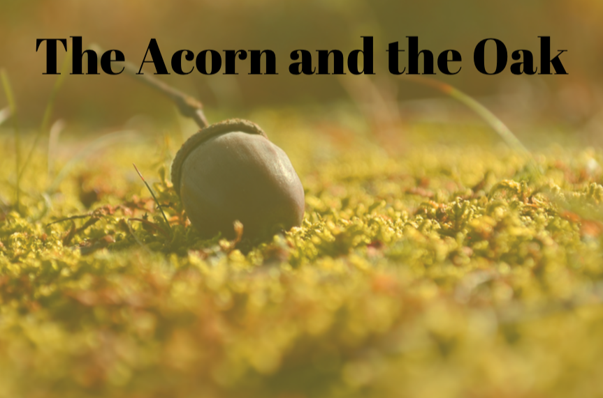 Attack of the acorns: Weather, chaos, or a vast oak conspiracy?